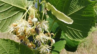 La filière française du tilleul fait face à une pénurie, avec une rupture des stocks en agriculture biologique. Le tilleul des Baronnies peut participer à relancer les productions. ©Lycée Terre d’horizon